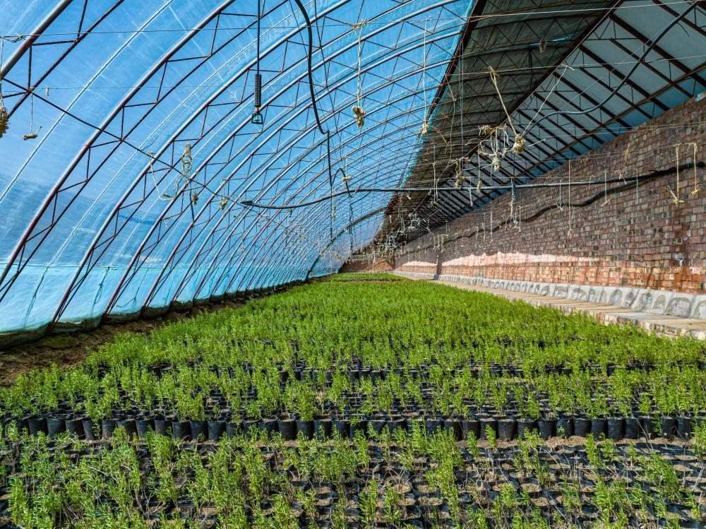 △內(nèi)蒙古一苗圃正在育苗。今年內(nèi)蒙古將投資2200萬元保障“三北”工程種苗供應(yīng)，助力打好“三北”工程攻堅戰(zhàn)。