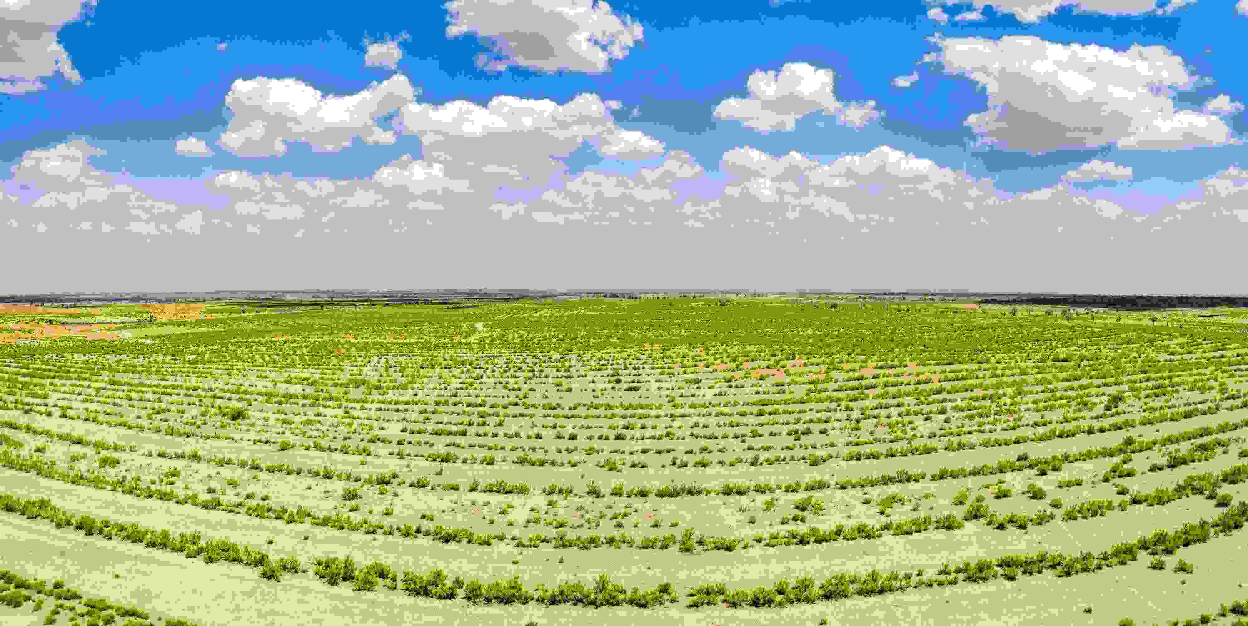 2023年6月7日，內(nèi)蒙古鄂爾多斯，毛烏素沙漠。