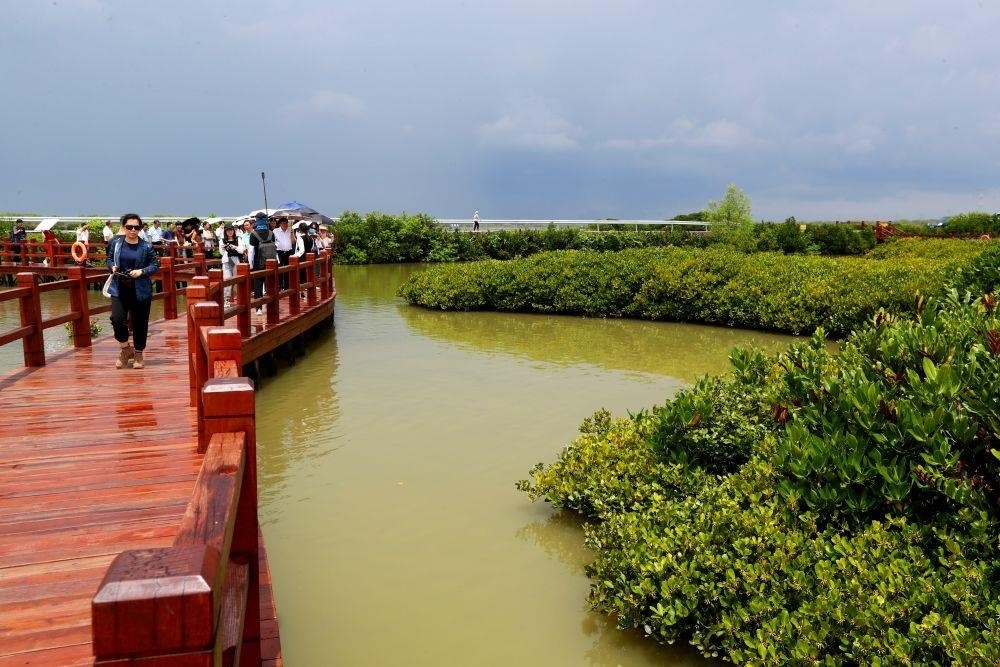 △2023年6月13日，人們?cè)趶V東湛江市麻章區(qū)金牛島觀賞紅樹林。