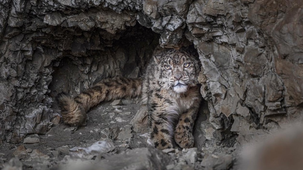“高原精靈”雪豹。尼瑪多吉攝