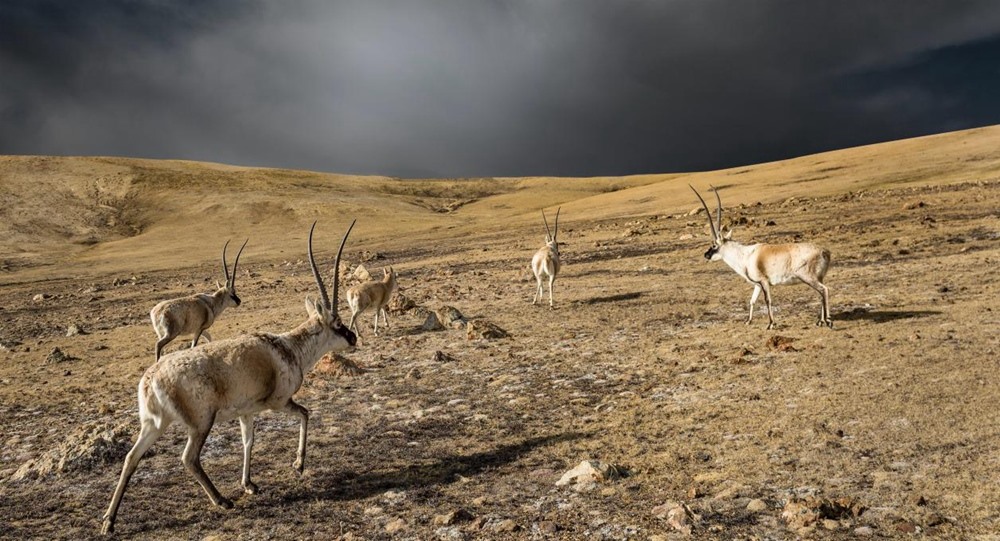 “高原精靈”藏羚羊。尼瑪多吉攝
