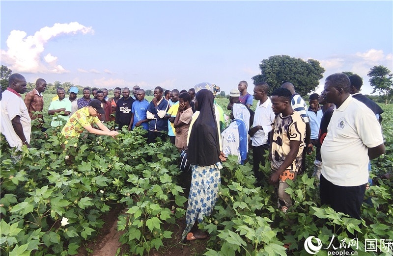 當(dāng)?shù)孛揶r(nóng)紛紛向中國專家學(xué)習(xí)技術(shù)。人民網(wǎng)記者 黃培昭攝