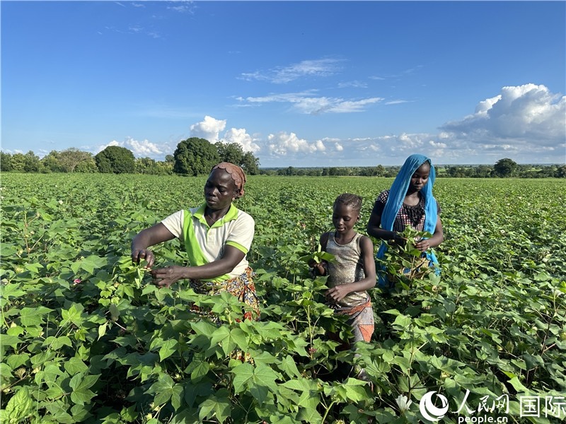 當(dāng)?shù)孛揶r(nóng)在麥田里勞作。人民網(wǎng)記者 黃培昭攝