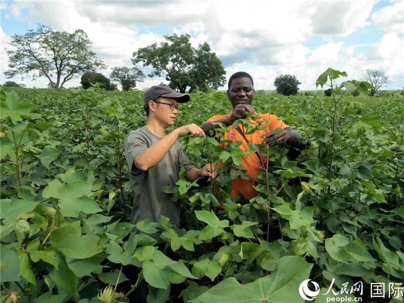 首小勇指導(dǎo)當(dāng)?shù)剞r(nóng)民種植棉花。人民網(wǎng)記者 黃培昭攝