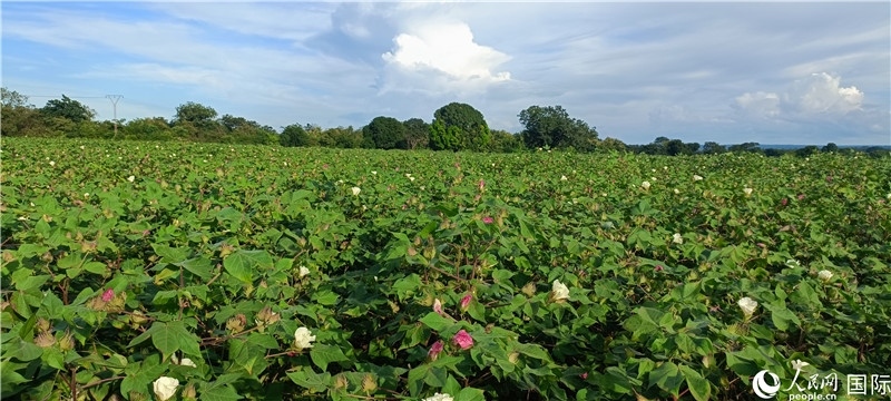 中國技術(shù)培養(yǎng)的當(dāng)?shù)孛藁ㄌ?。人民網(wǎng)記者 黃培昭攝