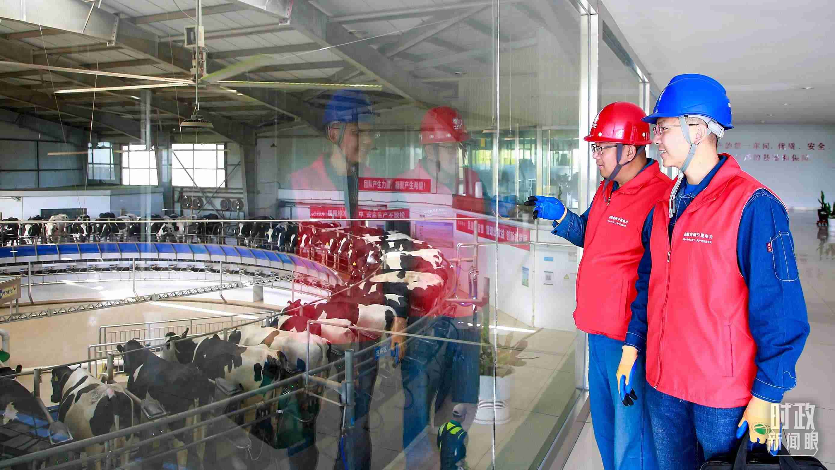  △寧夏銀川，電力員工深入奶牛養(yǎng)殖企業(yè)，助力數(shù)智化養(yǎng)殖。（圖/視覺中國）