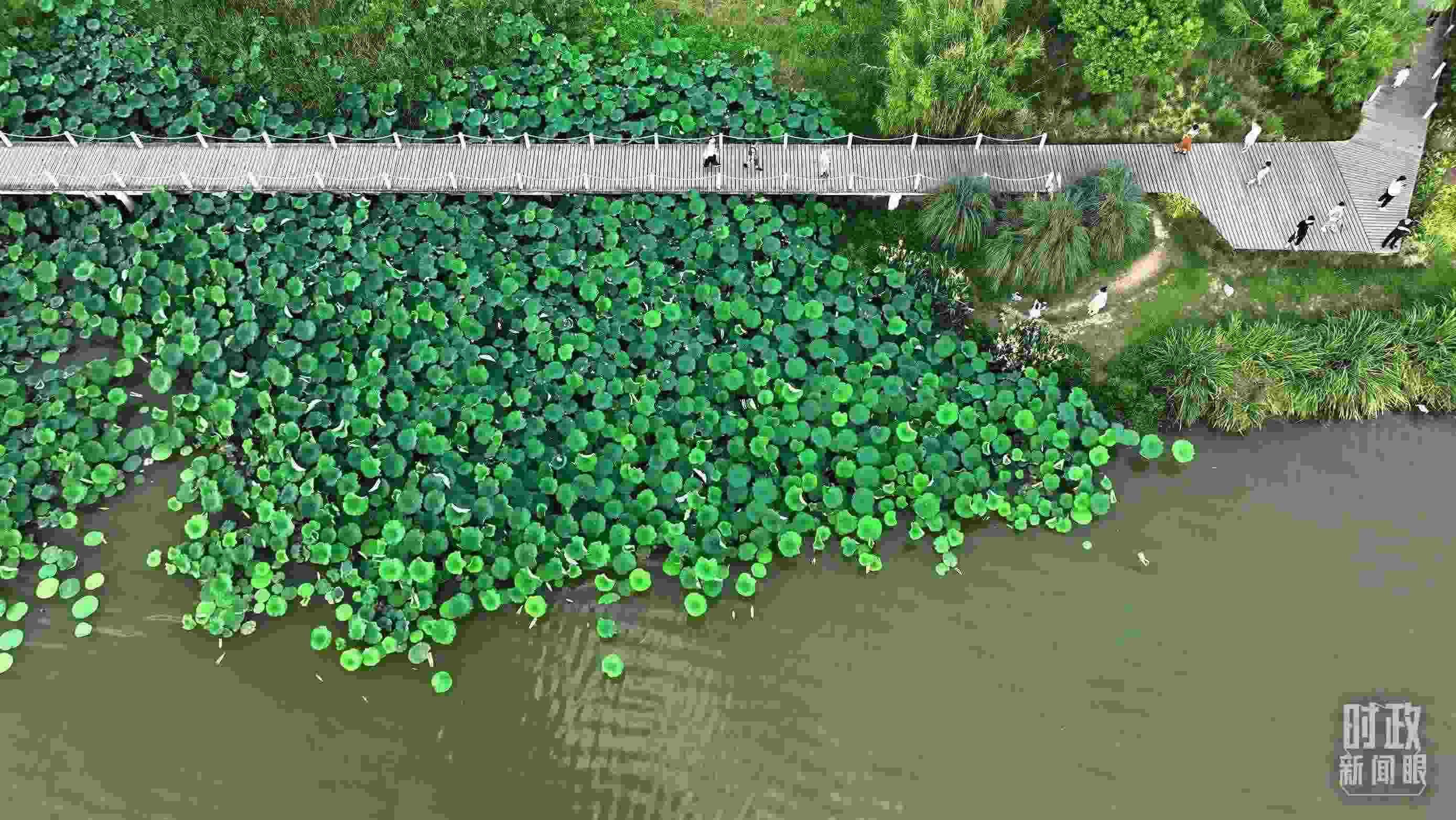 △陜西漢中天漢濕地公園內(nèi)，游人穿行，荷影婆娑。（總臺記者劉海濤拍攝）