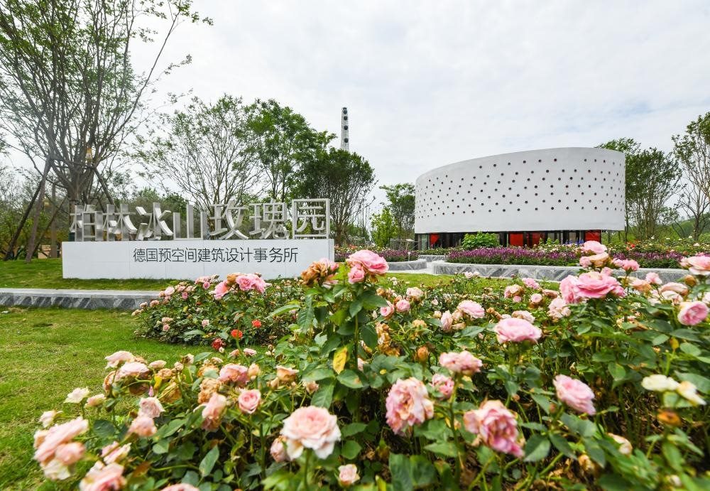 這是2024年4月22日拍攝的成都世園會主會場德國柏林冰山玫瑰園。新華社記者 王曦 攝