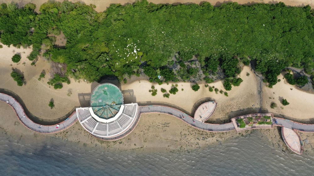 俯瞰廣東湛江市區(qū)海邊的紅樹(shù)林（2023年5月25日攝，無(wú)人機(jī)照片）。