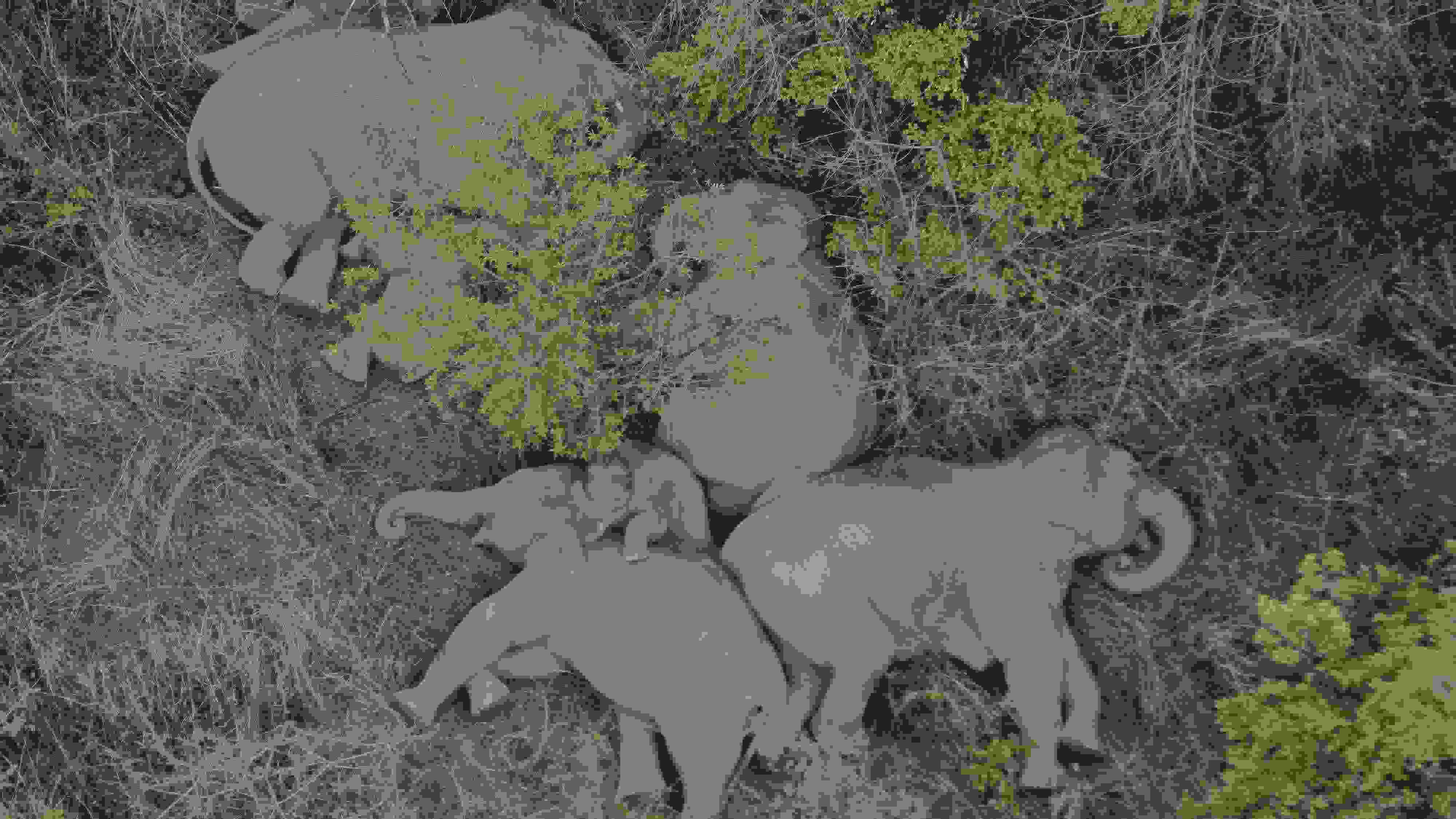 2021年6月7日，航拍顯示亞洲象群在云南省昆明市晉寧區(qū)夕陽(yáng)鄉(xiāng)山林地里睡覺休息。