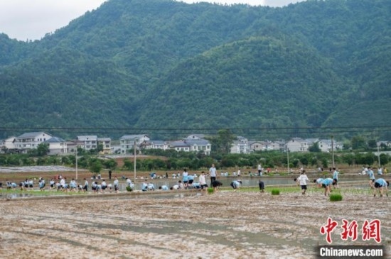 圖為5月21日，綏陽縣旺草中學(xué)學(xué)生在旺草萬畝大壩體驗插秧。唐哲 攝