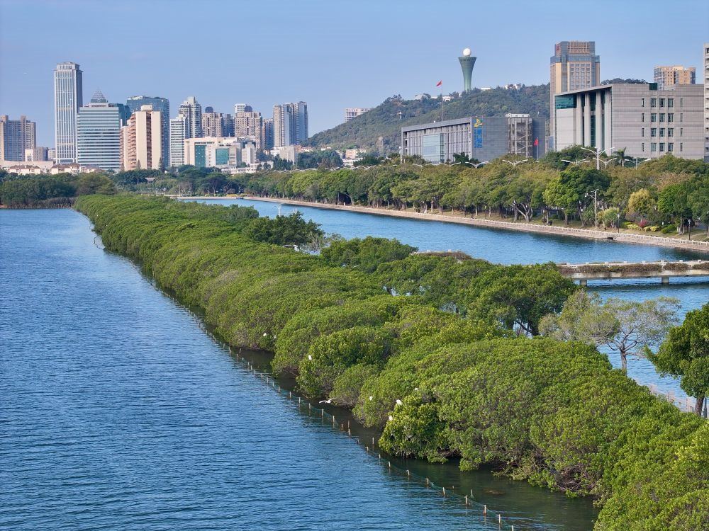 福建廈門(mén)筼筜湖紅樹(shù)林種植帶（2024年1月24日攝，無(wú)人機(jī)照片）。