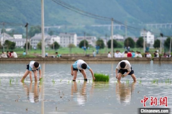 圖為5月21日，綏陽縣旺草中學(xué)學(xué)生在旺草萬畝大壩體驗插秧。唐哲 攝