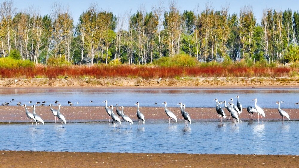 在山東黃河三角洲國家級自然保護區(qū)拍攝的白枕鶴（2022年10月18日攝）。新華社發(fā)（楊斌 攝）
