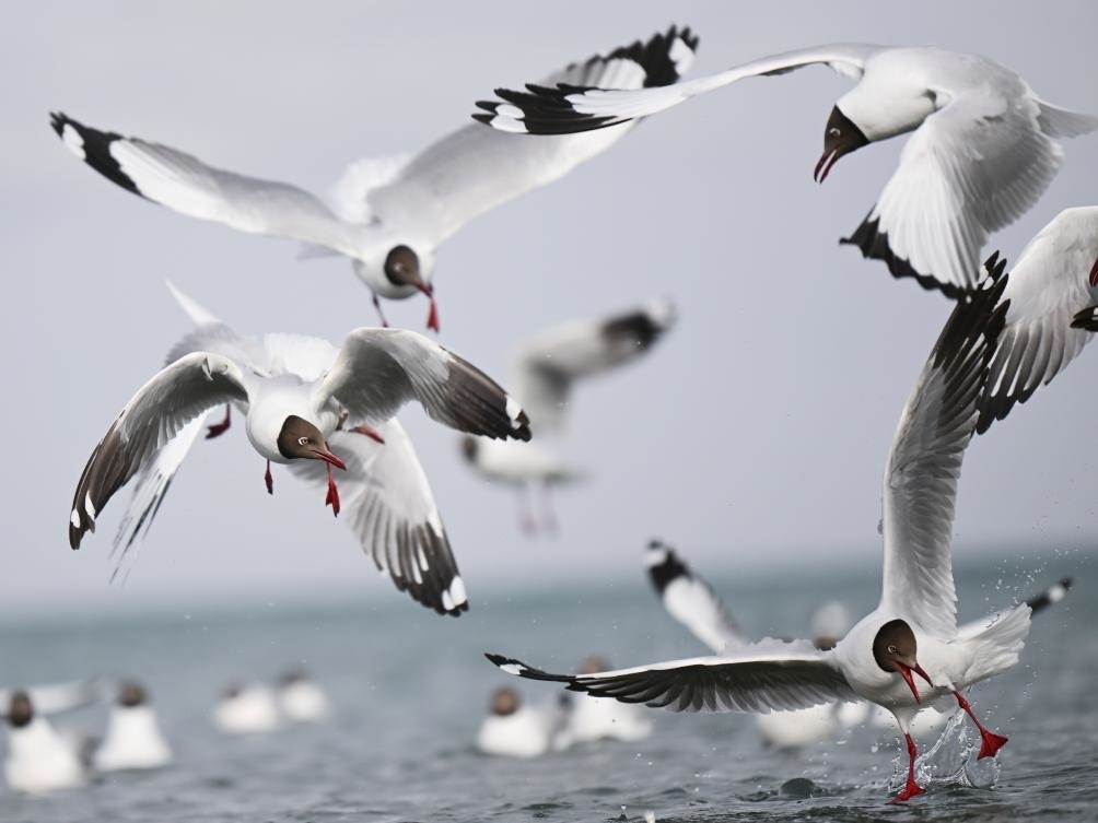 這是2023年4月13日在青海湖拍攝的棕頭鷗。新華社記者 張龍 攝