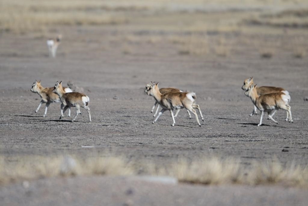 這是1月24日在青海省海北藏族自治州剛察縣哈爾蓋鎮(zhèn)境內(nèi)的草原上拍攝的普氏原羚。新華社記者 張龍 攝