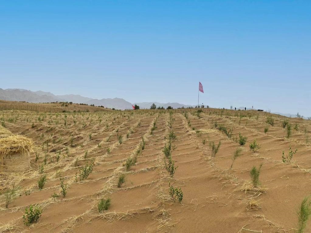 內(nèi)蒙古巴彥淖爾市杭錦后旗治沙新品種沙木蓼和四翅濱藜苗木示范區(qū)。新華社記者 李云平 攝