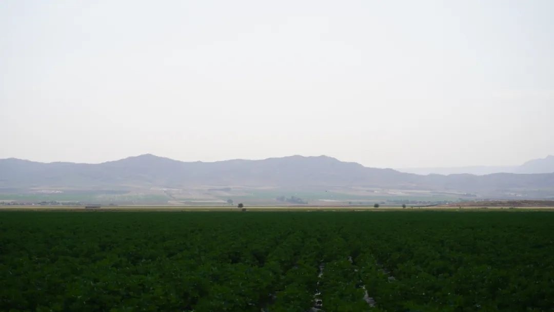 擴(kuò)列孜鎮(zhèn)采用先進(jìn)滴灌技術(shù)的棉田。曲頌攝