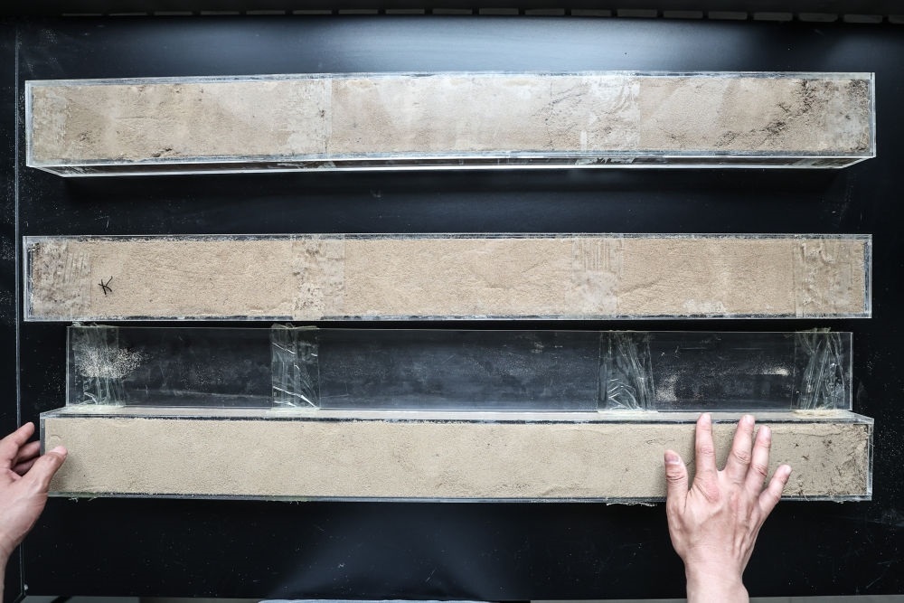 “草根博士”呂林有在遼寧省農(nóng)業(yè)科學(xué)院沙地治理與利用研究所章古臺(tái)基地實(shí)驗(yàn)室整理提取的沙地土壤剖面樣本（2024年5月30日攝）。新華社記者 潘昱龍 攝