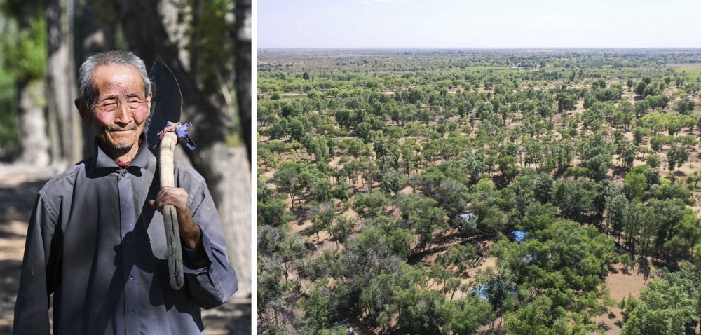 拼版照片：左圖為內(nèi)蒙古鄂托克前旗呼和陶勒蓋嘎查的牧民曹扎娃出門勞作（2023年6月14日攝）；右圖為曹扎娃的承包地（2023年6月14日攝，無人機(jī)照片）。20世紀(jì)80年代，在毛烏素沙地中，曹扎娃主動(dòng)承包了2300多畝沙地。這么多年來，曹扎娃堅(jiān)持種樹治沙，最終將沙地變成了林海。新華社記者 劉磊 攝