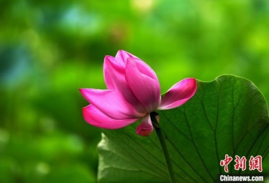 6月19日，時(shí)值一年畢業(yè)季，四川大學(xué)望江校區(qū)荷花池里的荷花盛開，成為了畢業(yè)生們的打卡圣地，吸引了眾多畢業(yè)生拍照留念。圖為盛開的荷花。中新社記者 安源 攝