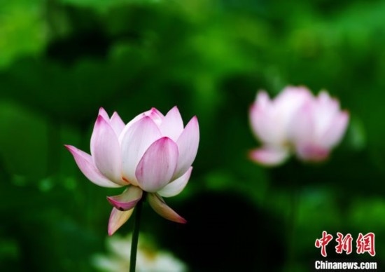 6月19日，時(shí)值一年畢業(yè)季，四川大學(xué)望江校區(qū)荷花池里的荷花盛開，成為了畢業(yè)生們的打卡圣地，吸引了眾多畢業(yè)生拍照留念。圖為盛開的荷花。中新社記者 安源 攝