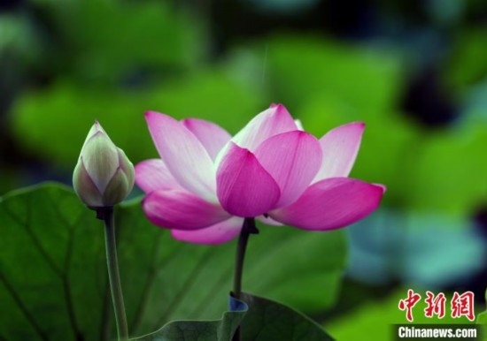 6月19日，時(shí)值一年畢業(yè)季，四川大學(xué)望江校區(qū)荷花池里的荷花盛開，成為了畢業(yè)生們的打卡圣地，吸引了眾多畢業(yè)生拍照留念。圖為盛開的荷花。中新社記者 安源 攝