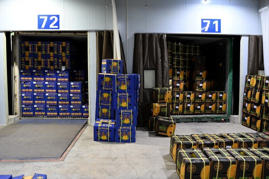 2023年9月12日在廣西憑祥友誼關口岸拍攝的等待通關的進口榴蓮。新華社記者 曹祎銘 攝