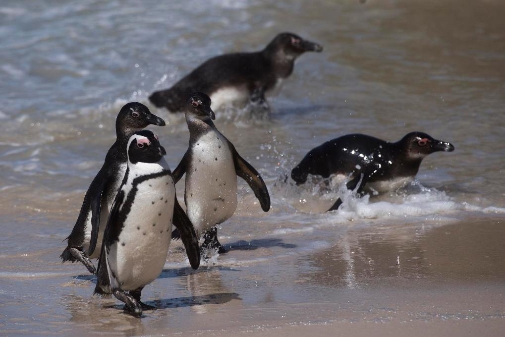 這是2021年9月29日在南非西蒙斯敦的博爾德斯海灘拍攝的捕食歸來的非洲企鵝。新華社記者 陳誠 攝