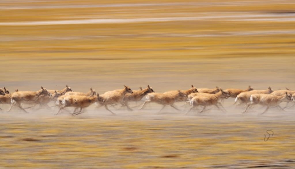 2024年6月13日，在羌塘國家級(jí)自然保護(hù)區(qū)，遷徙中的藏羚羊奔跑起來。新華社記者費(fèi)茂華攝