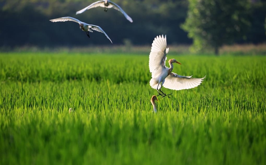 2023年8月7日，鷺鳥在山東省臨沂市郯城縣郯城街道水稻田間飛舞。新華社發(fā)（張春雷 攝）