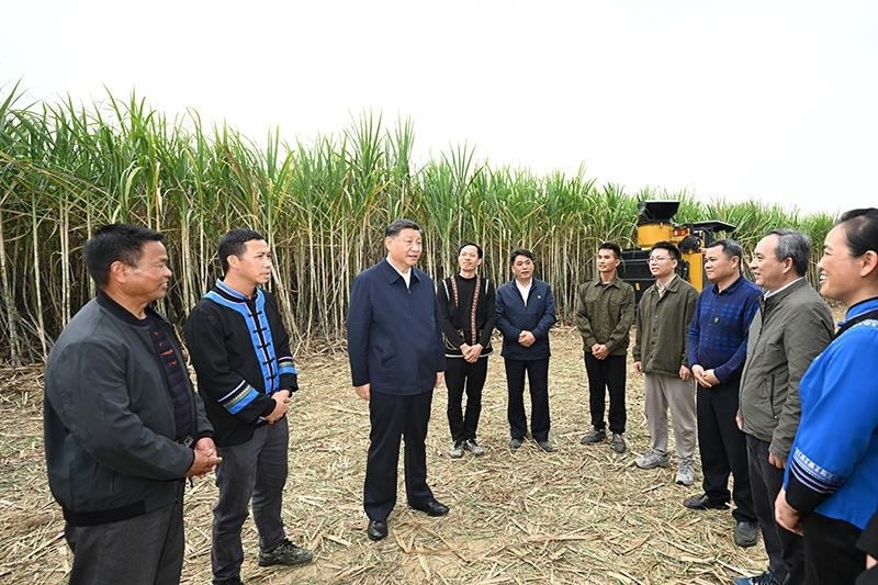 2023年12月14日，習近平總書記在廣西來賓市國家現代農業(yè)產業(yè)園黃安優(yōu)質“雙高”糖料蔗基地考察時，同蔗農、農機手和農技人員親切交流。