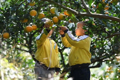 貴州黃平縣小朋友在校外勞動實踐基地采摘柑橘。