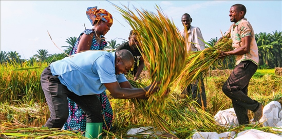 2018 年，中國農(nóng)業(yè)專家組在布隆迪布班扎省吉漢加縣設(shè)立首個水稻減貧示范村。圖為當(dāng)?shù)剞r(nóng)戶在稻田里給雜交水稻脫粒（2023 年 6 月 20 日攝） 韓旭攝 / 本刊