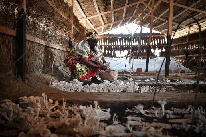 2024年2月6日，在中非共和國達馬拉，法蒂瑪在菇棚內(nèi)收獲菌草菇。2022年，法蒂瑪在聽說中國菌草專家在班吉傳授技術(shù)后主動前往學習，從一間小菌棚起步，逐漸擴大為如今小有名氣的合作社。新華社記者 韓旭 攝