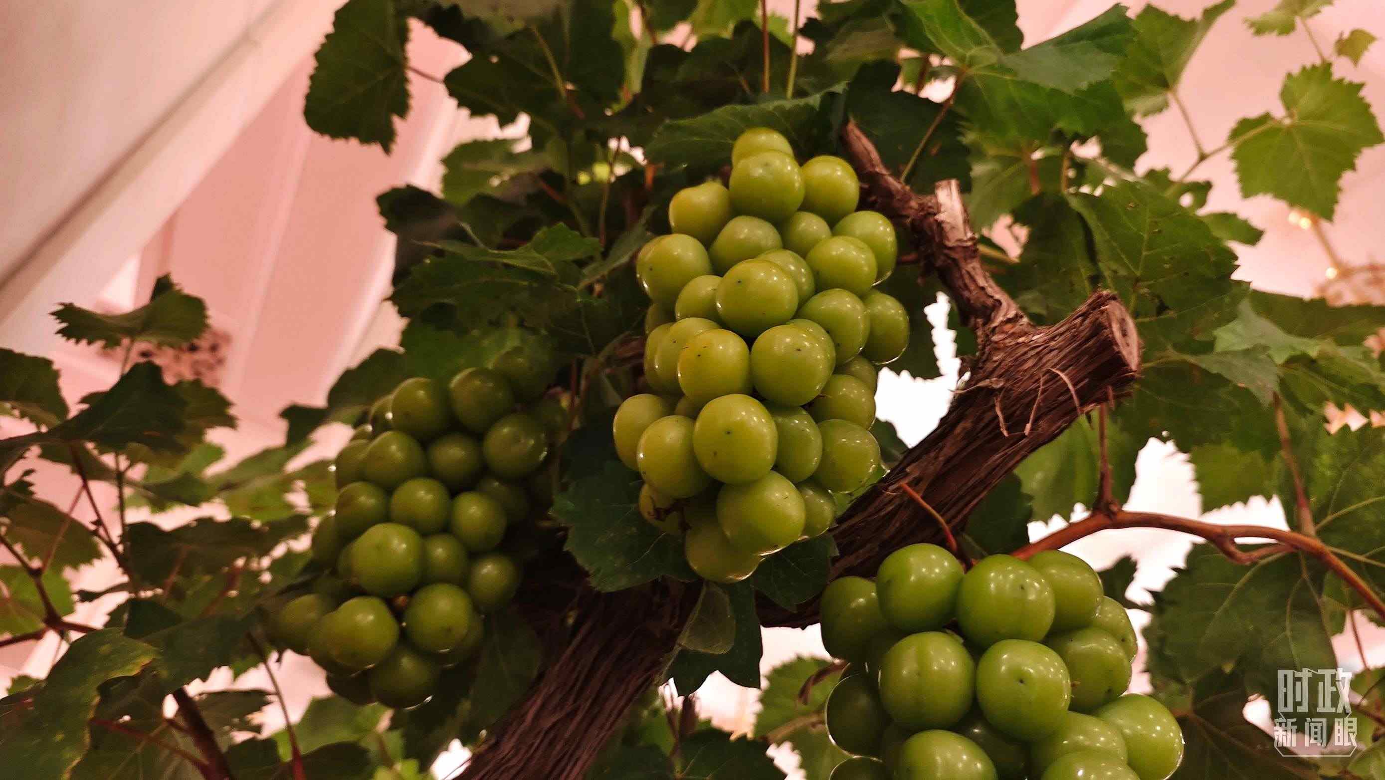  △人民大會堂的盆景，碩果累累。（總臺央視記者韓銳拍攝）