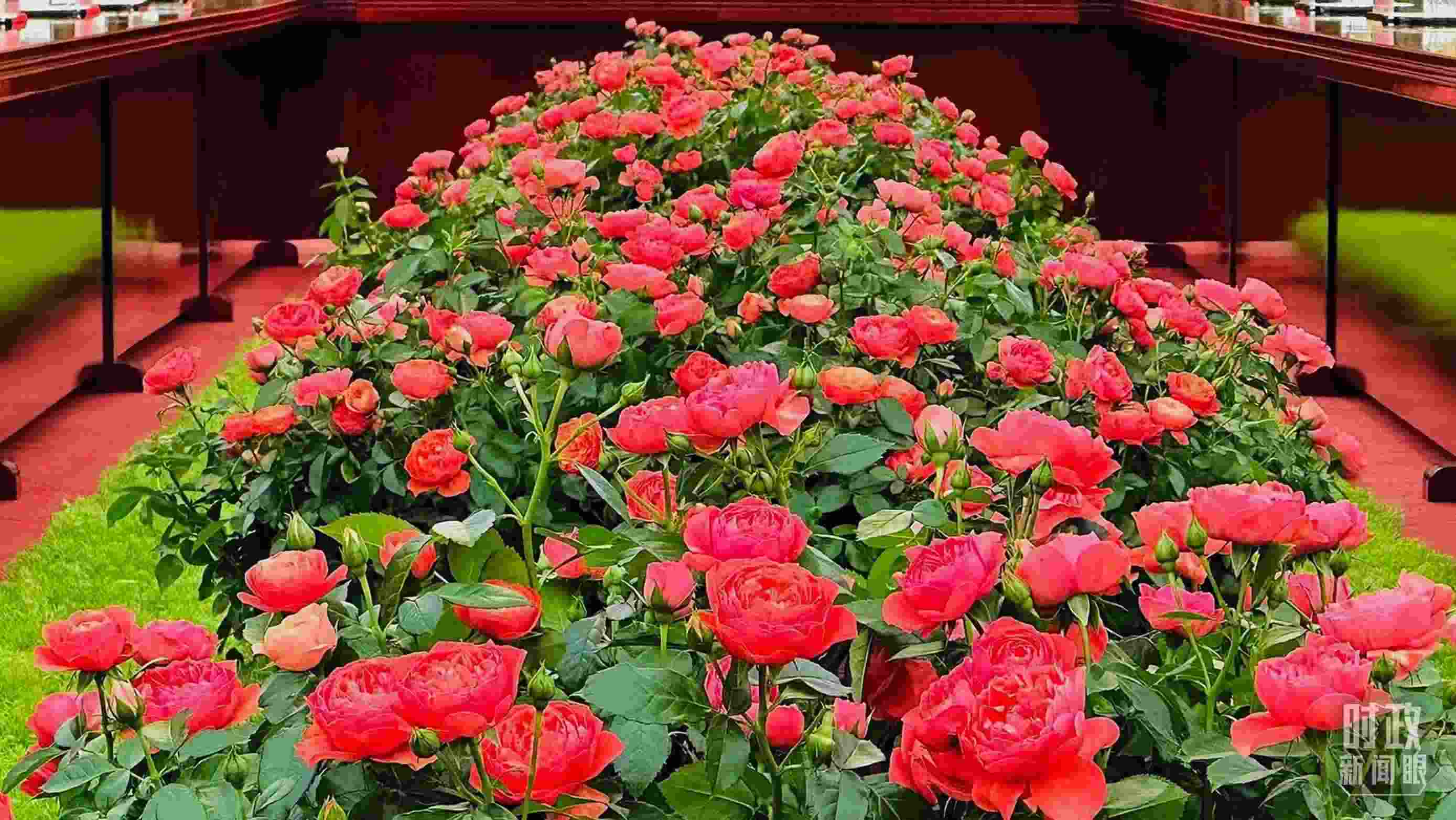 東大廳會(huì)談桌中間擺放的紅果汁月季，象征著蓬勃與堅(jiān)韌。（總臺(tái)央視記者范一鳴拍攝）