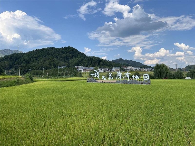 青瓦白磚的黔北民居、風(fēng)中搖曳的稻田、抬手可觸的大片云朵……才剛下車，格魯吉亞“經(jīng)濟(jì)中心網(wǎng)”總編輯莉安娜·喬爾喬利亞尼就被眼前的景色拖住了步履，喃喃細(xì)語：“實(shí)在太美了，讓我內(nèi)心平靜，在這里生活一定非常安逸和幸福。”（邱輝攝）