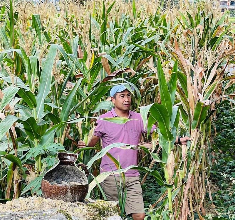 不是攀登石林高臺，就是鉆入玉米莊稼地，吉爾吉斯斯坦《自由之山報(bào)》總編輯納拉雷·阿桑巴耶夫“身手不凡”，與生長旺盛的玉米構(gòu)成了花茂村的鄉(xiāng)間野趣。（張亞欣攝）