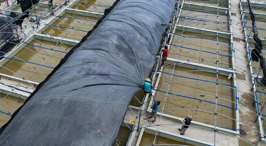 在文昌市翁田鎮(zhèn)的海興農(nóng)翁田蝦苗場，工人重新鋪設(shè)頂棚。無人機(jī)照片，新華社記者楊冠宇 攝