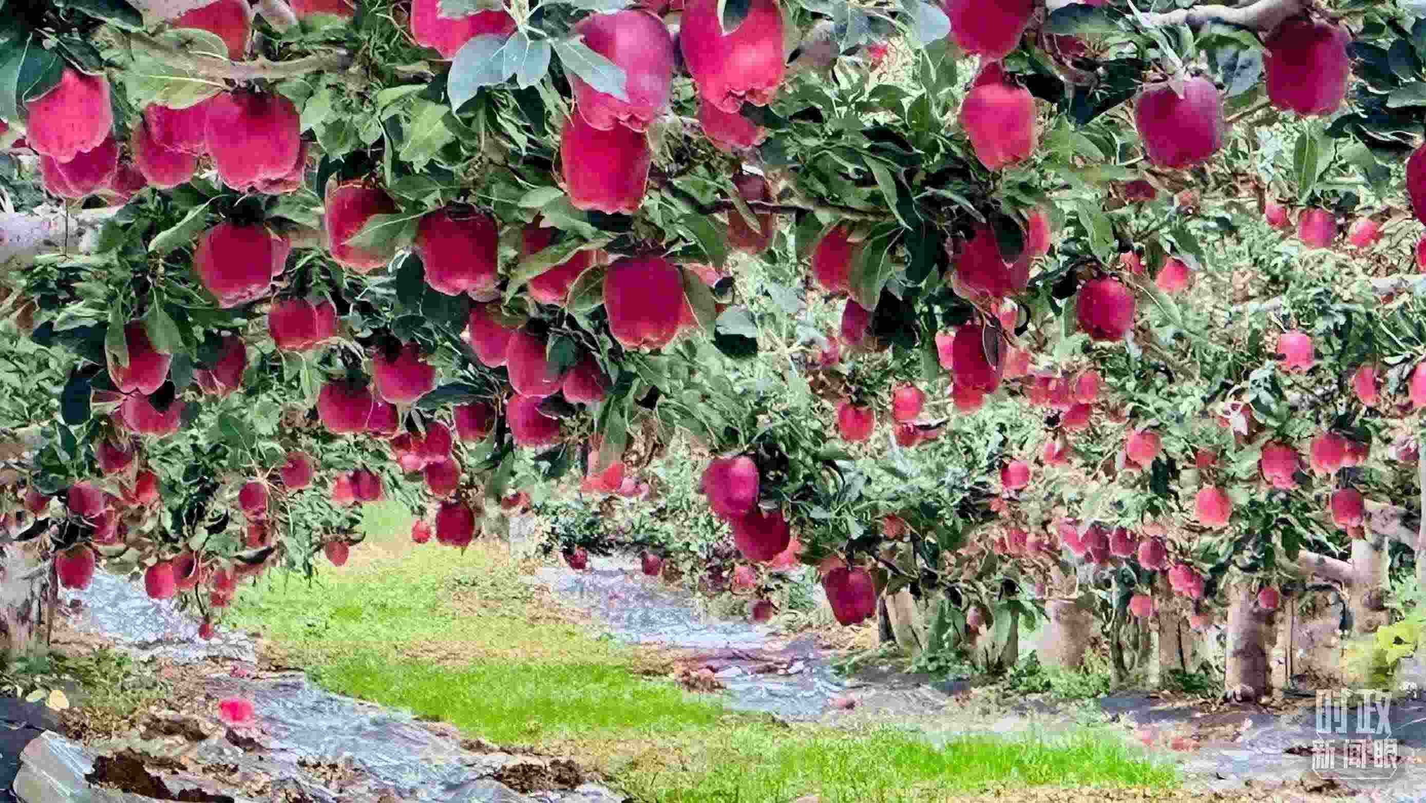 △ 麥積區(qū)南山花牛蘋果基地。（總臺央視記者范一鳴拍攝）