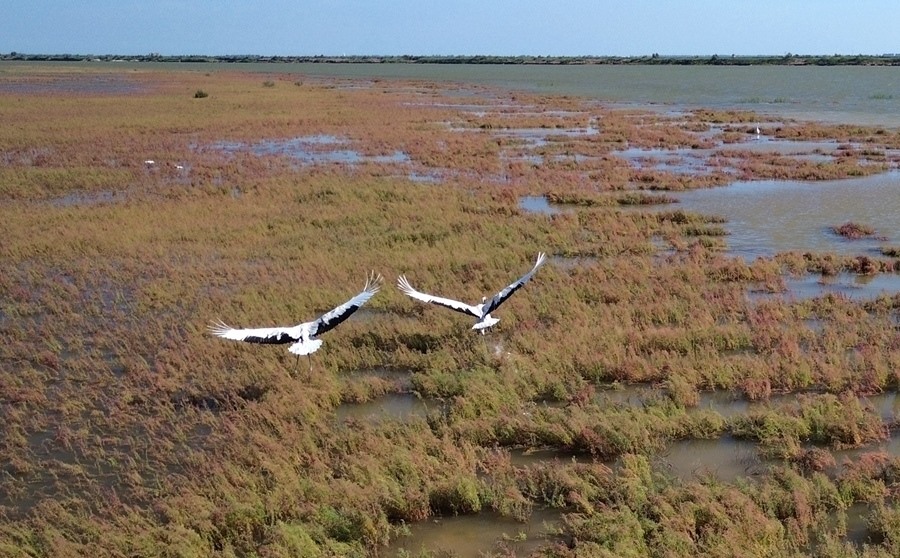 2024年8月28日，丹頂鶴在黃河三角洲國家級自然保護區(qū)展翅翱翔（無人機照片）。新華社記者 徐速繪 攝