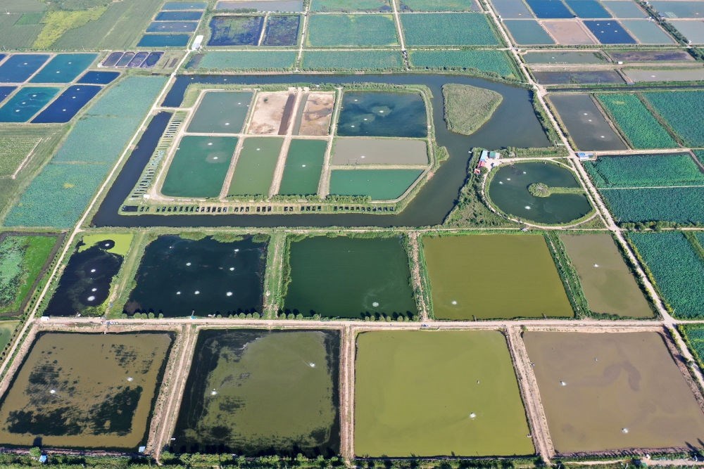 2024年8月13日在山西省臨猗縣薛公村拍攝的蟹塘（無人機(jī)照片）。薛公村位于黃河岸邊，有5000多畝黃河灘涂和近5000畝荒溝。當(dāng)?shù)赝ㄟ^將荒溝和灘涂進(jìn)行整合，發(fā)展特色水產(chǎn)養(yǎng)殖，讓守著黃河水、住在黃河灘的薛公村村民有了新的致富路。
