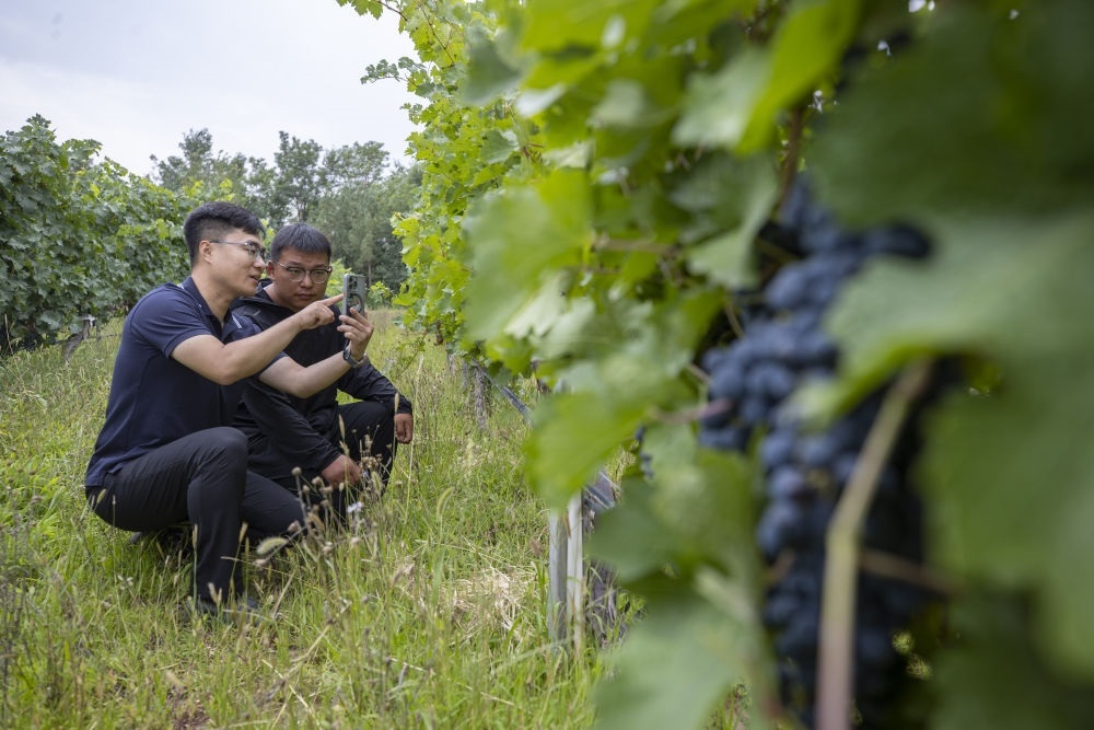 2024年8月15日，技術(shù)人員（左）和工作人員在寧夏銀川市西夏區(qū)的一個葡萄園工作。為推動黃河流域生態(tài)保護(hù)和高質(zhì)量發(fā)展先行區(qū)建設(shè)，銀川市積極打造高標(biāo)準(zhǔn)葡萄園，借助各種傳感器監(jiān)測釀酒葡萄的生長狀態(tài)，實(shí)現(xiàn)精準(zhǔn)灌溉，從而高效節(jié)約黃河水。