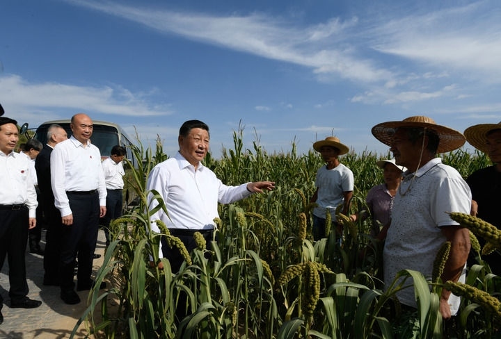 2021年9月13日至14日，中共中央總書記、國(guó)家主席、中央軍委主席習(xí)近平在陜西省榆林市考察。這是13日下午，習(xí)近平在米脂縣銀州街道高西溝村臨時(shí)下車，察看糧食作物長(zhǎng)勢(shì)，同正在田間勞作的老鄉(xiāng)拉家常。新華社記者 李學(xué)仁 攝