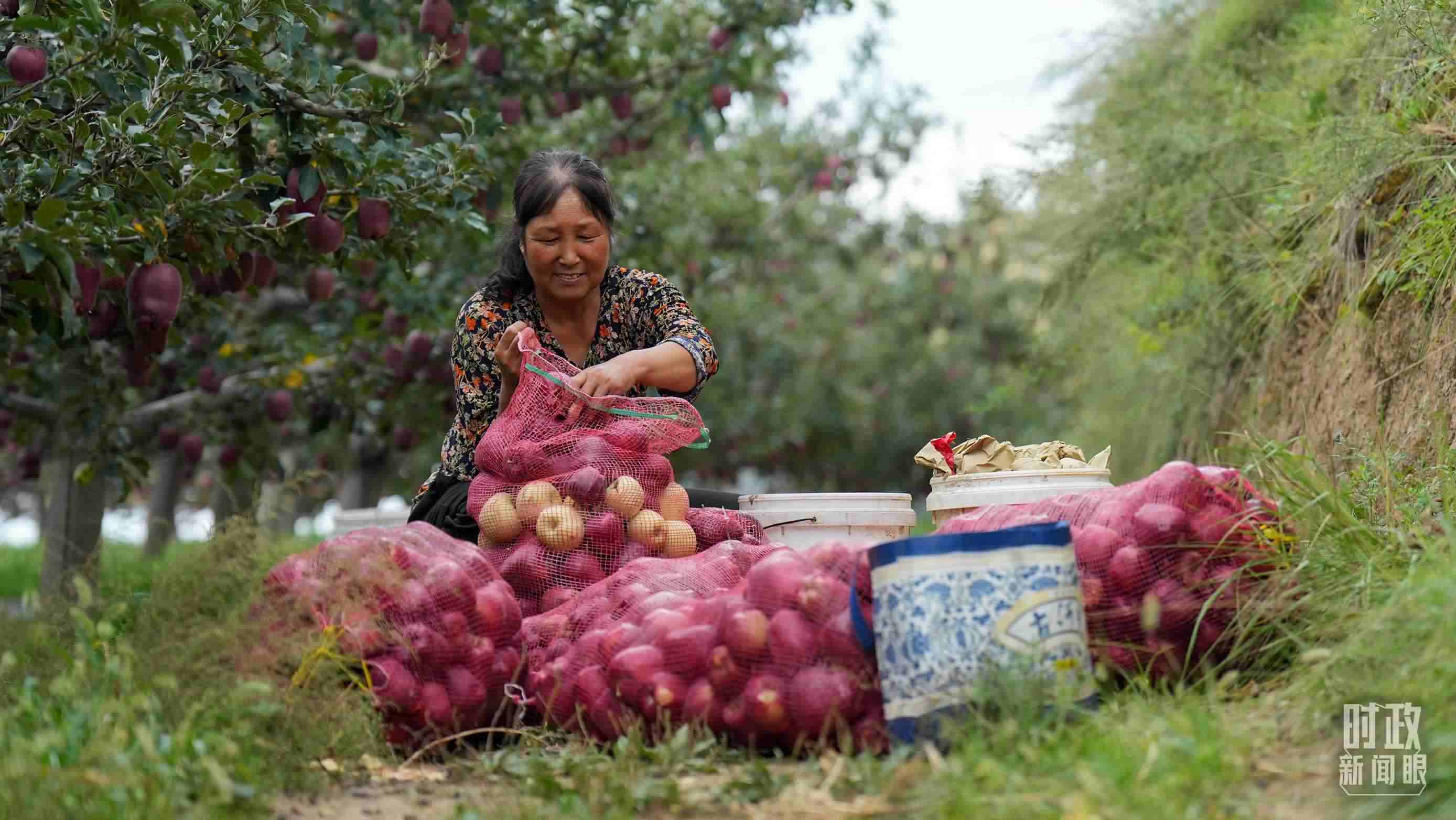 △南山花牛蘋果基地在2023年帶動(dòng)9000多戶村民實(shí)現(xiàn)增收。（總臺(tái)國廣記者李晉拍攝）