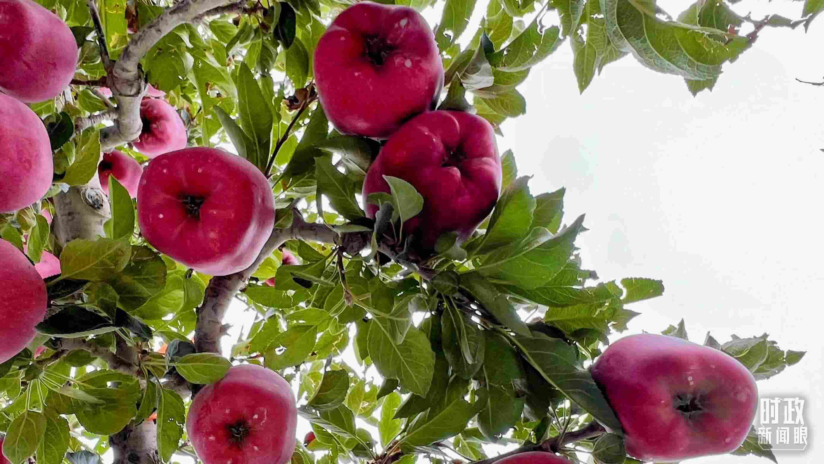 △南山花牛蘋果基地是元帥系蘋果生產(chǎn)基地。（總臺(tái)央視記者程鋮拍攝）
