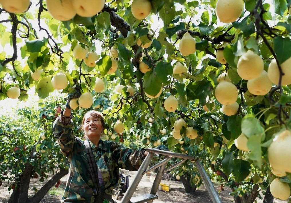 9月13日，河北省晉州市的農(nóng)民在果園采摘鴨梨。新華社記者楊世堯 攝
