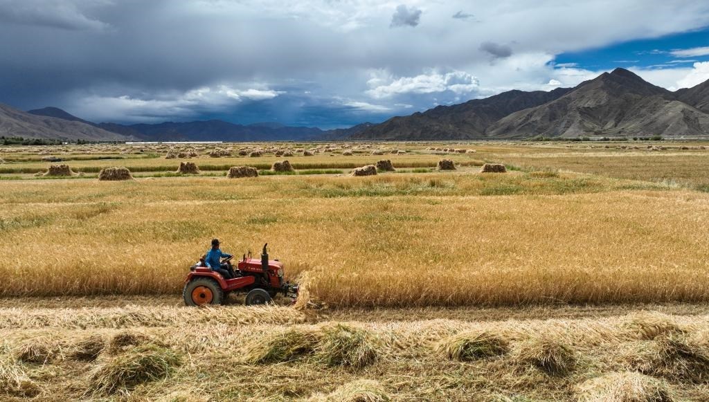 9月10日，在西藏日喀則市白朗縣巴扎鄉(xiāng)拍攝的秋收場景（無人機(jī)照片）。新華社記者晉美多吉 攝
