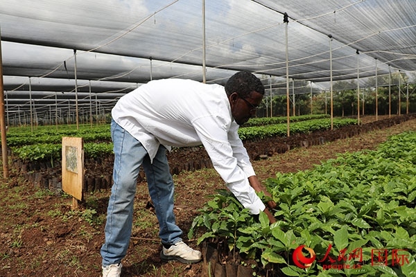 農場協(xié)調員艾哈邁德·耶曼正在檢查咖啡幼苗。人民網記者 沈小曉攝